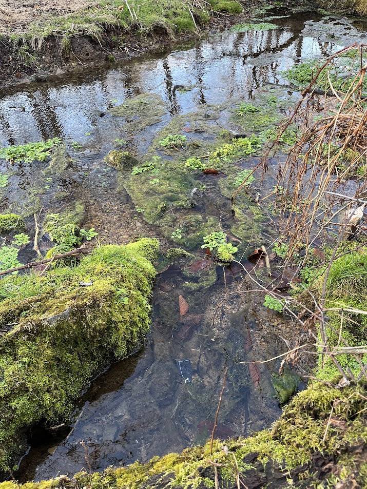 Shippensburg students conduct complex research through SURE Grants