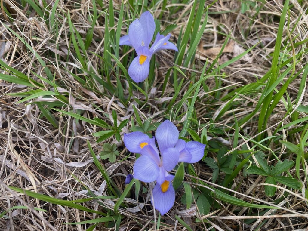 Shippensburg students conduct complex research through SURE Grants